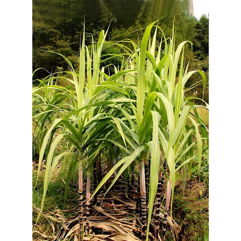 47Pcs Hassle Free Growing With Stunning Tropical Foliage Sugar Cane Seeds Impress Guests And Neighbors Alike