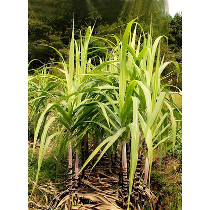 47Pcs Hassle Free Growing With Stunning Tropical Foliage Sugar Cane Seeds Impress Guests And Neighbors Alike