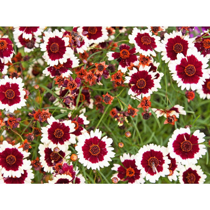 460Pcs Coreopsis Seeds Easy To Establish With Fibrous Root Systems For Good Stability In Sunny Garden Locations