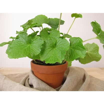 Wasabi Mustard Green Seeds 200 Count Seed Pack - Non-GMO - Large Green Leaves with Wavy Edges and a Fun Wasabi-Like