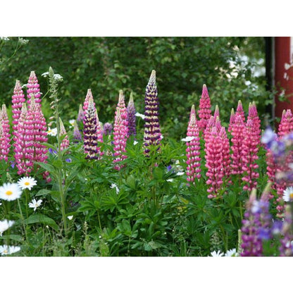 100Pcs Fast To Germinate Lupine Seeds Attracts Pollinators Throughout The Bloom Period