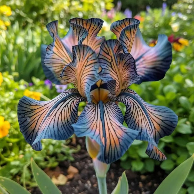 100pcs Mixed Iris Flower Seeds – Heirloom Perennial Garden Blooms
