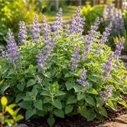 1000pcs Ornamental Seeds Catnip Seeds Bushy Growth Easy To Plant For Patio Containers