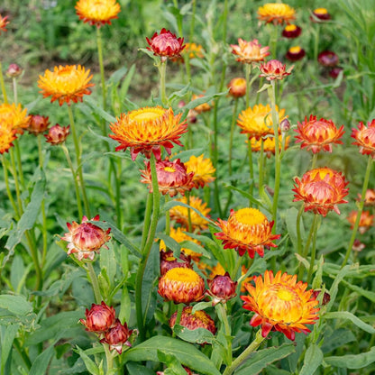 200 Strawflower Seeds Friendly for new gardeners grow into full neat bushy clumps with prolonged seasonal blooming features