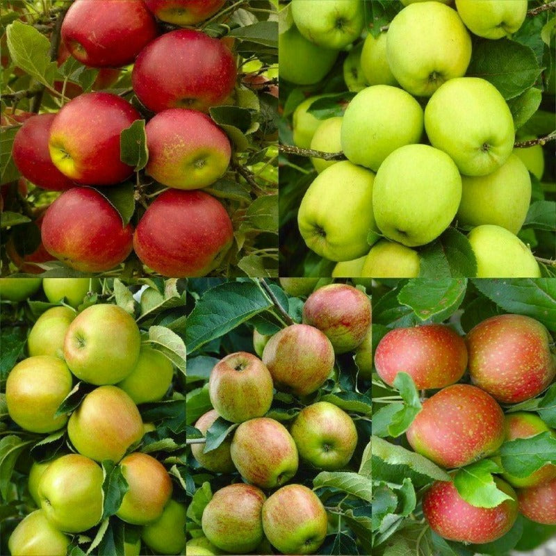 50pcs Ornamental Fruit Tree Accents with Apple Tree Seeds for Landscape