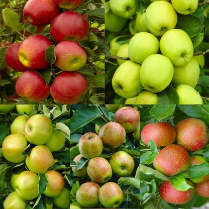 50pcs Ornamental Fruit Tree Accents with Apple Tree Seeds for Landscape