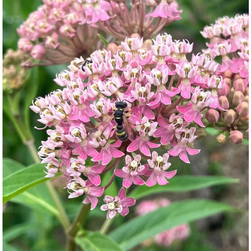 200pcs Milkweed Seeds Simple to Grow add structured vertical texture to plain open yard and garden landscapes