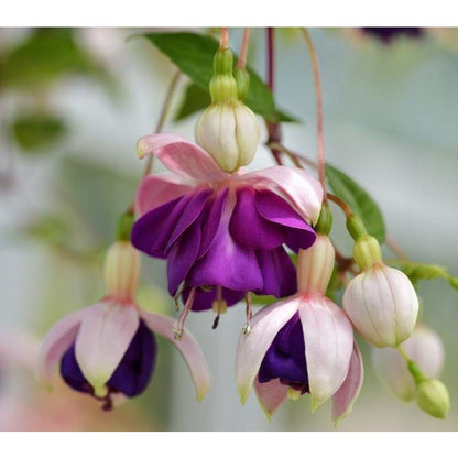 98Pcs Fuchsia Seeds Simple To Nurture And Tolerant Of Mild Dry Spells Perfect For Temperate Region Home Gardens