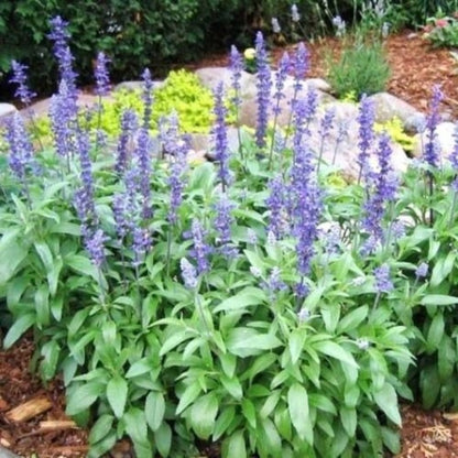 200pcs Perennial Blue Sage Seeds Drought Tolerant For Backyard Gardens Simple To Cultivate