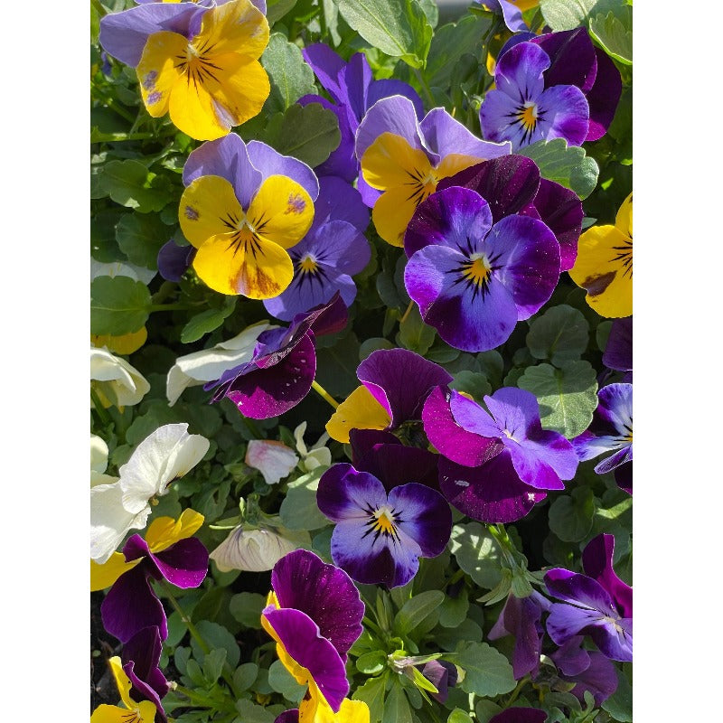110pcs Giants Pansy Seeds, Mixed Color Blooms, Perennial Garden Mix