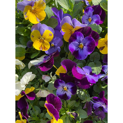 110pcs Giants Pansy Seeds, Mixed Color Blooms, Perennial Garden Mix