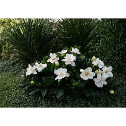 100 Gardenia Seeds – Fragrant Creamy White Flowers, Evergreen Shrub