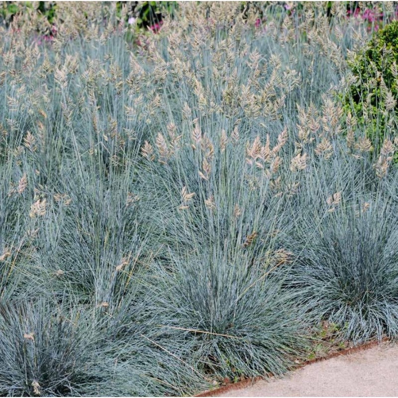 500pcs Lawn Thickening Grass Fescue Seeds Boosts Density For Existing Turf Simple To Cultivate