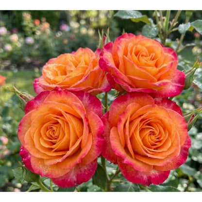 148Pcs Red Yellow Flame Rose Seeds - Stunning Bicolor Double Blooms - Classic Scented Hardy Garden Shrub