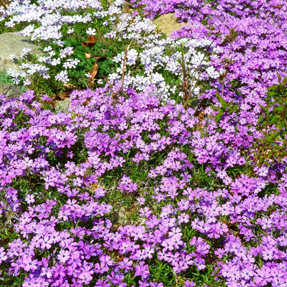500pcs Creeping Phlox Seeds Simple to Grow add soft textured ornamental charm to rocky slopes and garden landscape spaces