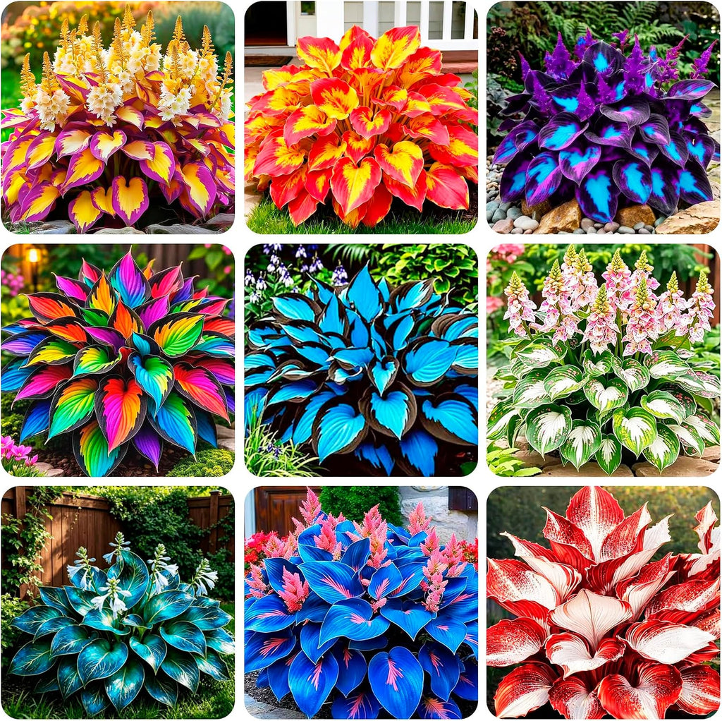 100 Rare Mixed Color Hosta Flower Seed for Planting Outdoors Garden