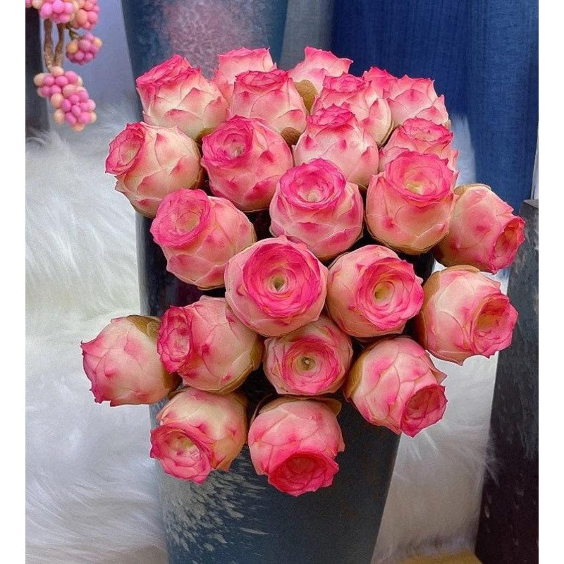 999pcs Pink Mountain Succulent Seeds,  easy to planting