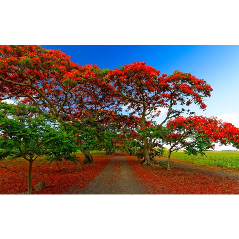 Ideal For Landscaping Along Fences Or 18Pcs Property Boundaries Royal Poinciana Seeds