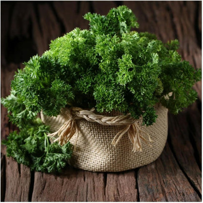 500pcs Parsley  Collection for Planting - Non-GMO Heirloom