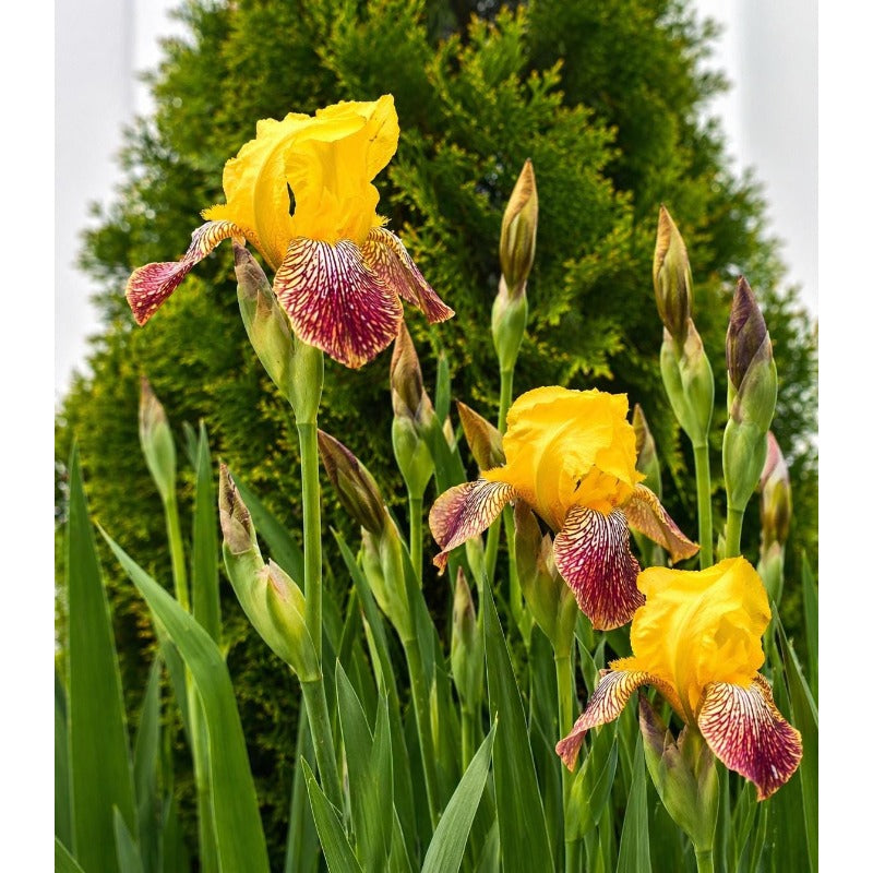 100pcs Sun Loving Plants Iris Seeds Full Sun Preference For Patio Growing Easy To Grow