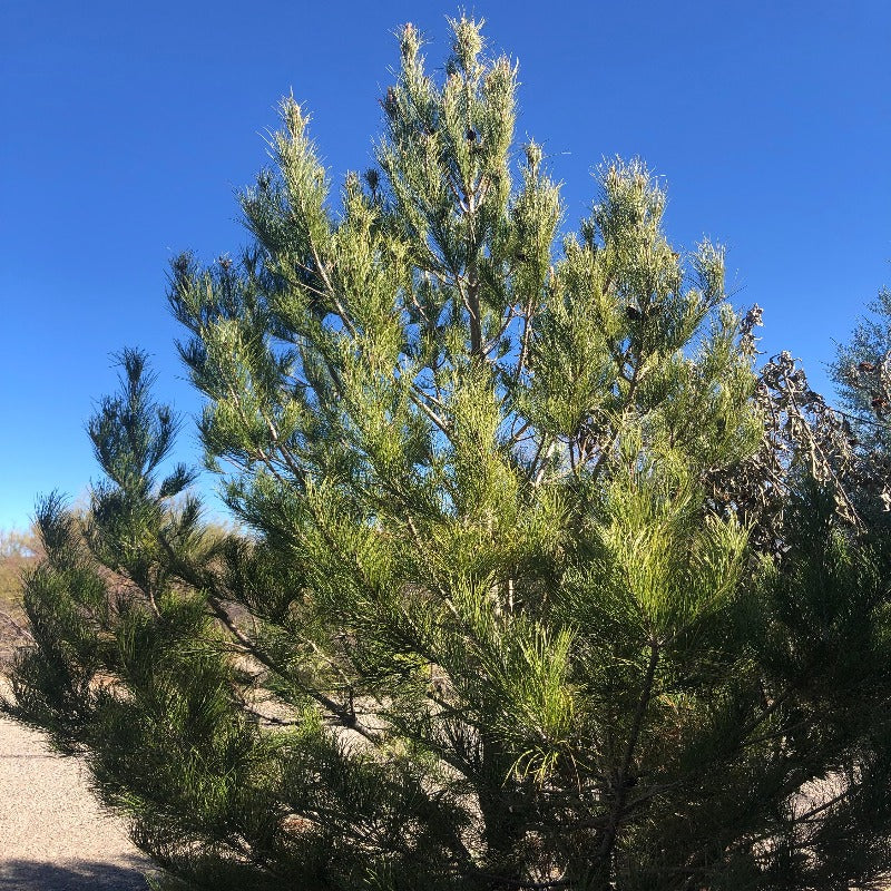 100Pcs Pine Seeds Easy to Establish great for novice landmark styling, yard boundary formation and permanent landscape design