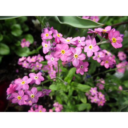 500pcs Forget Me Not Seeds Friendly for new gardeners grow into full bushy clumps covered in delicate seasonal blooms