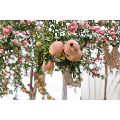 140Pcs Easy to Cultivate Pomegranate Seeds match naturally with modern courtyard design and traditional garden layout styles