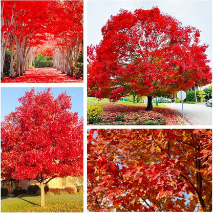 46Pcs Red Maple Seeds for Planting Outdoors Heirloom Maple Tree Seeds