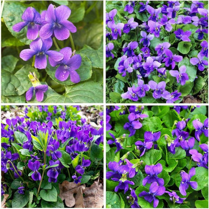 500pcs Easy Raising Violet Seeds perfect for layered shaded garden and walkway side decorative styling