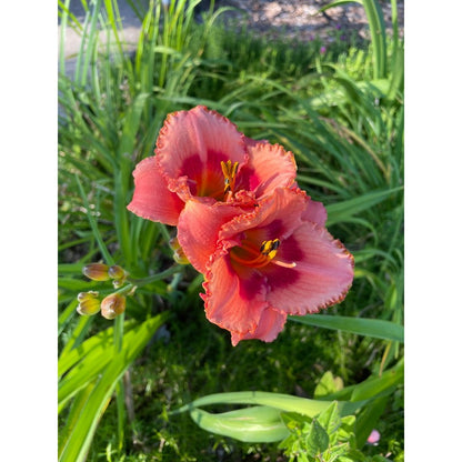 100pcs Hundred Tail Flower Seeds Friendly for new gardeners grow into full balanced upright form with steady seasonal flower renewal