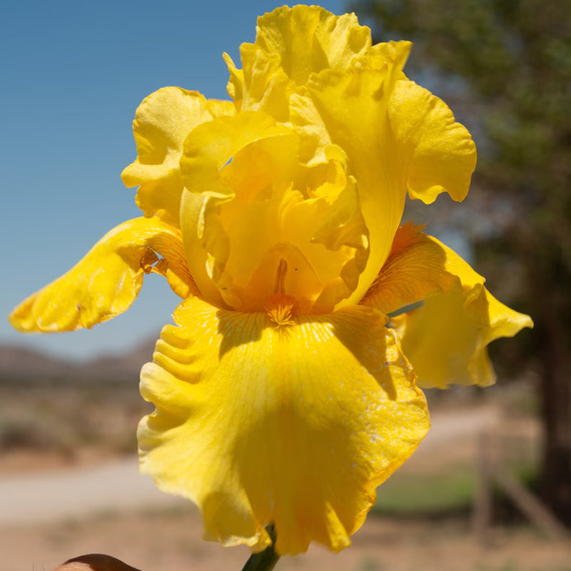 100pcs yellow Mixed Iris Flower Seeds, Heirloom Colorful Perennial Blooms