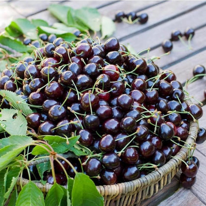 30pcs Black Cherry Tree seeds  Beautiful Spring Bloom Period  Timeless Addition To Traditional Gardens