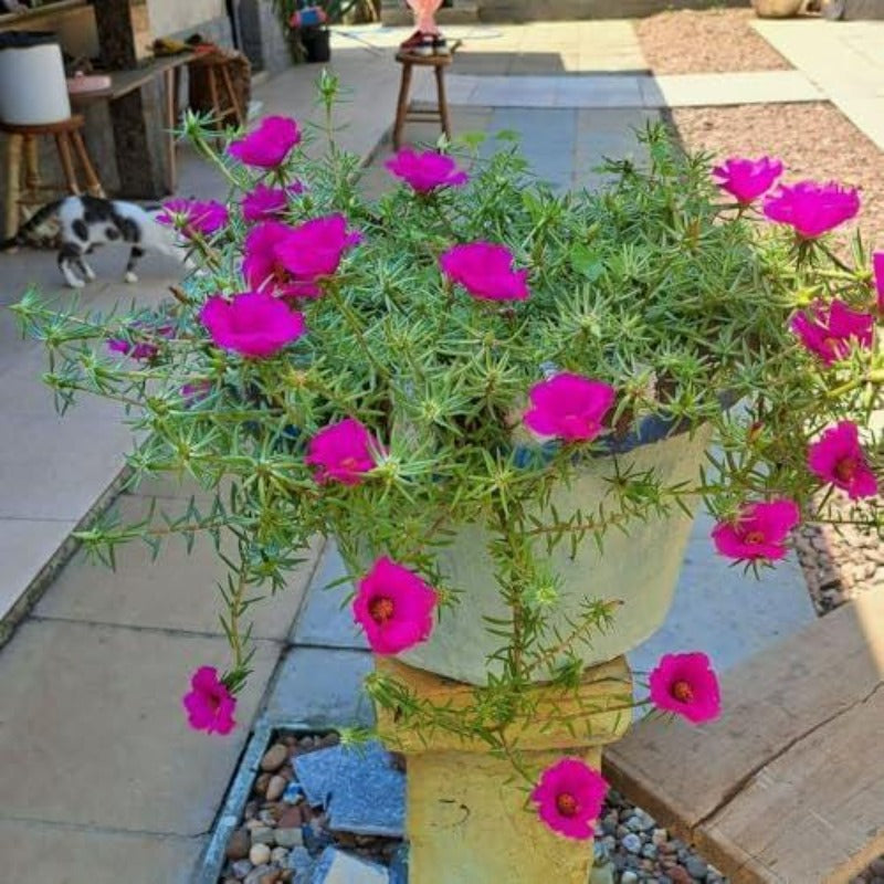 1000pcs Pink Purple Moss Rose seeds  Sun Loving Flowering Ground Cover