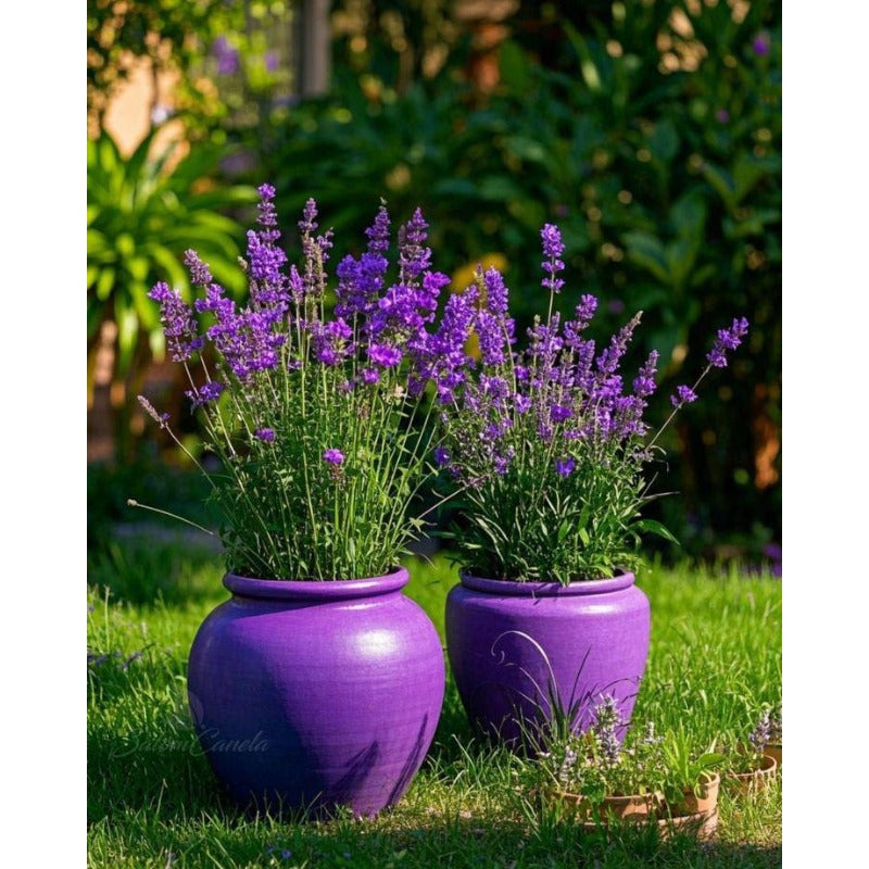 1000pcs Lavender Seeds Easy Growing For Fragrant Garden Planting
