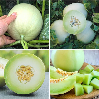 50Pcs Honeydew Melon Seeds for Planting - Non-GMO Heirloom Plant Seeds Garden Outdoor,Sweet & Juice