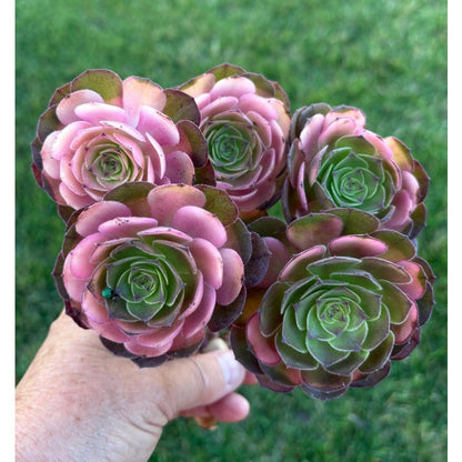 1000pcs Beautiful Unique Rosette Succulents Vigorous Succulent Seeds for Planting