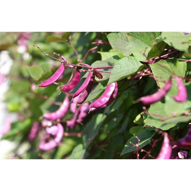 7Pcs Ideal For Creating Vertical Gardens On Walls And Trellises Hyacinth Bean Seeds