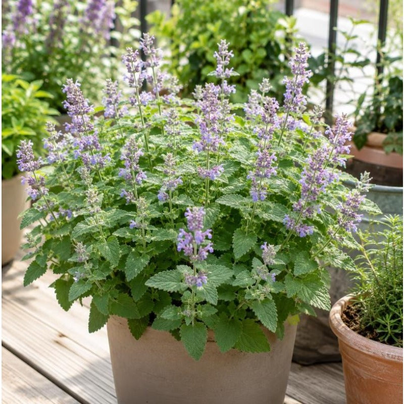 1000pcs Ornamental Seeds Catnip Seeds Bushy Growth Easy To Plant For Patio Containers