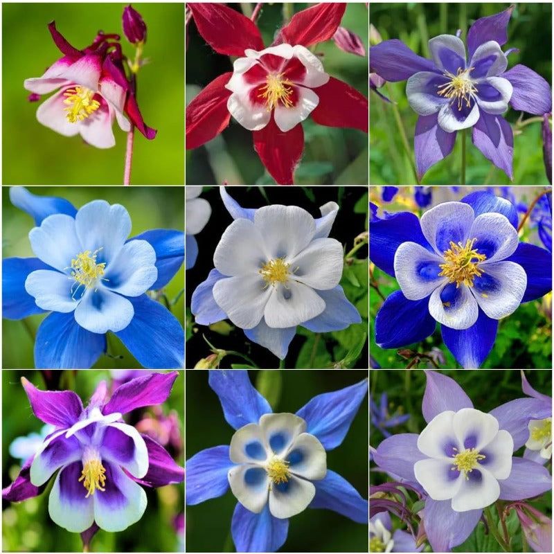 200pcs Columbine Seeds Perennial Non-GMO Flower Seeds That Attract Hummingbirds, Bees & Butterflies for Gardens, Borders, Cut Flowers & Pollinator Beds
