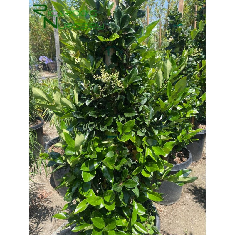 50Pcs Ornamental Ligustrum Seeds Low Maintenance Delicate Leaves with Ligustrum Seeds for Wall Covering