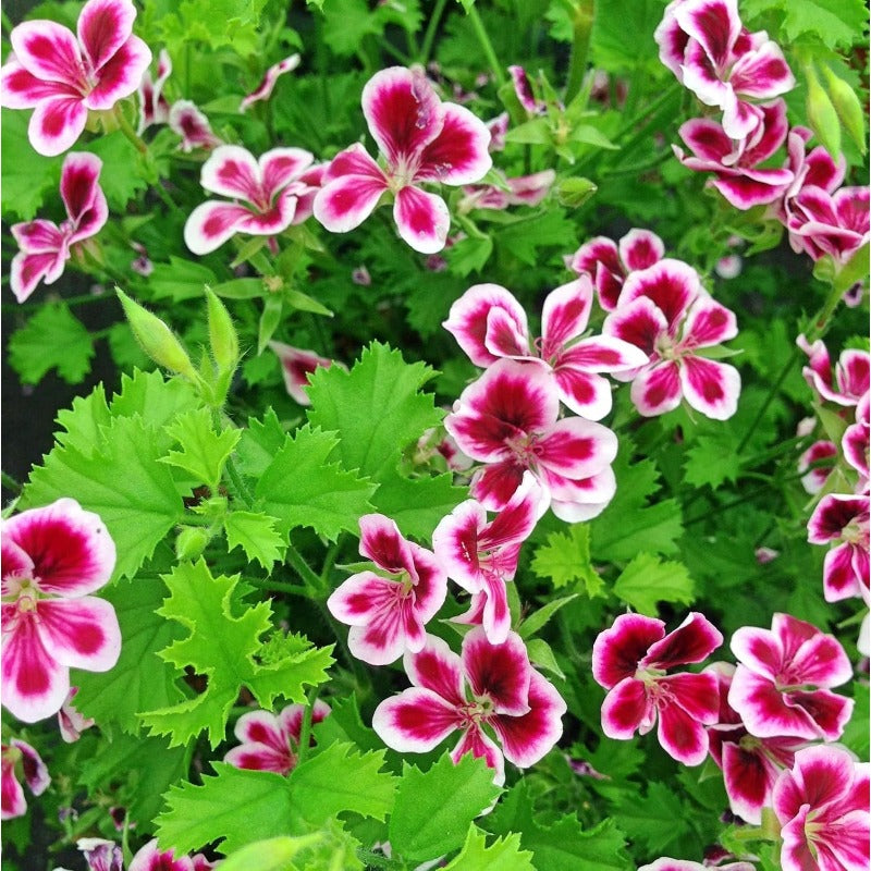 500pcs Non-GMO Citronella Geranium Heirloom Perennial Seeds