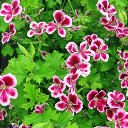500pcs Non-GMO Citronella Geranium Heirloom Perennial Seeds