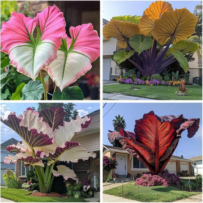 100Pcs Elephant Ear Seeds Suitable for casual planting feature strong natural vitality for fast large foliage garden establishment