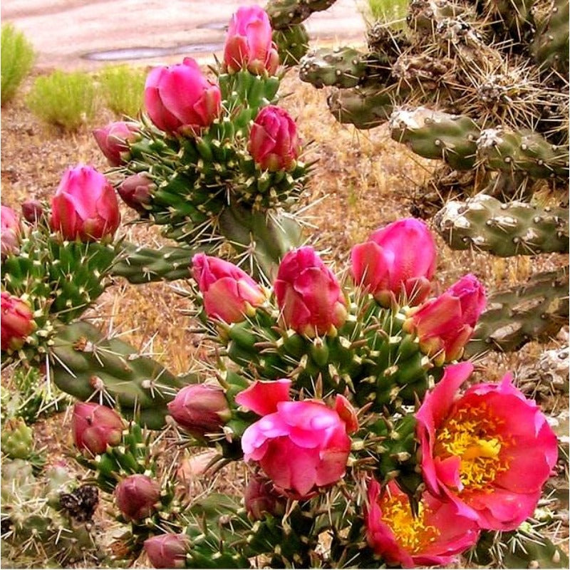 92Pcs Cactus Seeds suitable for casual container planting and long term decorative landscape layout