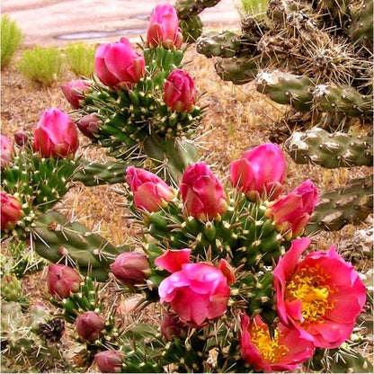 92Pcs Cactus Seeds suitable for casual container planting and long term decorative landscape layout