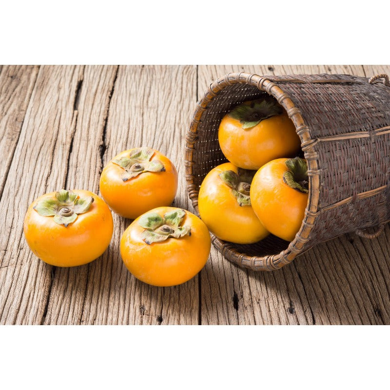 50Pcs Persimmon Seeds Easy to Establish great for novice yard scenic design and natural boundary landscaping layout