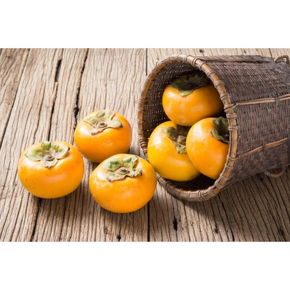50Pcs Persimmon Seeds Easy to Establish great for novice yard scenic design and natural boundary landscaping layout