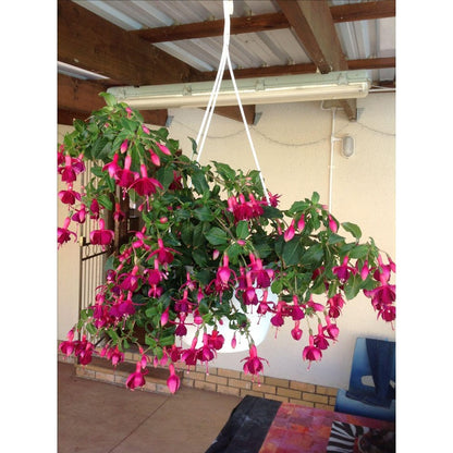 Fuchsia Seeds 100 Perennial | Hanging Bonsai Indoor Outdoor Balcony Garden Flower Pack