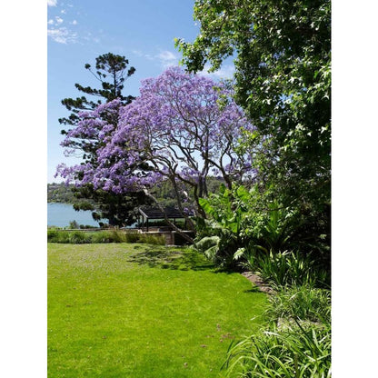 50pcs With Jacaranda Tree Seeds, Quick Growing Subtropical Tree for Outdoor Yard