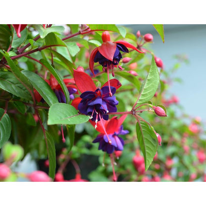 100pcs Lush Growing Bushy Compact Growth with Fuchsia Seeds for Patio fuchsia seeds fuchsia seeds for planting fuchsia seeds for hanging baskets